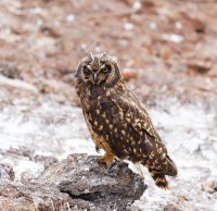 3Q7A4816-DxO_shorteared_owl_2_smallCR.jpg