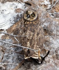 3Q7A4713-DxO_shorteared_owl_+storm_petrel.jpg