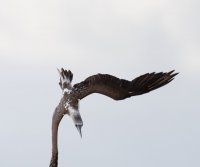 3Q7A6552-DxO_blue_footed_booby_diving.jpg