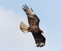 3Q7A6136-DxO_galapagos_hawk_flying_snall_CR.jpg