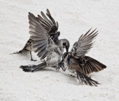 DSC00723-DxO_Mockingbirds_kickboxing+1ev.jpg