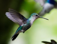 2B4A2861-DxO_female_green-crowned_woodnymph_flying.jpg