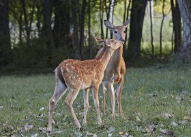 DeerDoeFawn1563HzWeb.jpg