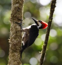 3Q7A9459-DxO_female_guyaquil_woodpecker.jpg