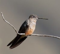 3Q7A8365-DxO_female_giant_hummingbird.jpg
