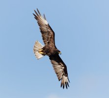 3Q7A6134-DxO_galapagos_hawk_flying_small.jpg