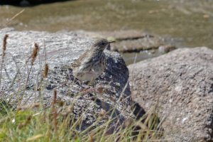 Water Pipit 2.jpg