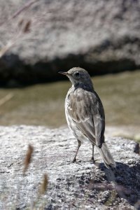 Water Pipit 1.jpg