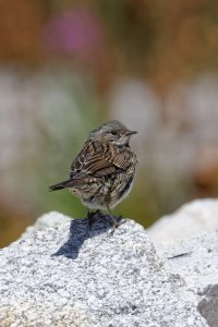 Alpine Accentor 1.jpg