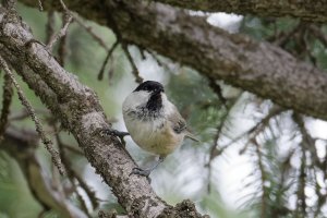 Willow Tit 1.jpg