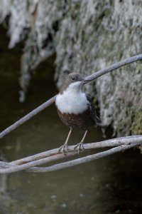 White-throated Dipper 1.jpg