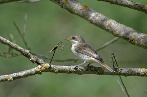 Red-backed Shrike 2.jpg
