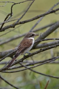 Red-backed Shrike 1.jpg