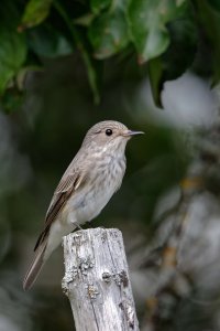 Spotted Flycatcher 2.jpg