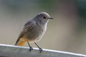 Black Redstart 1.jpg