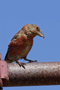 Common Crossbill 1.jpg