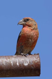 Common Crossbill 2.jpg