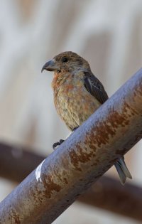 Common Crossbill 3.jpg