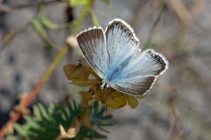 Chalkhill blue 1.jpg