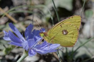Clouded yellow 1.jpg