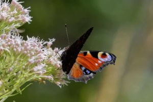 European peacock 1.jpg