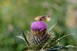Humming-bird Hawk-moth 1.jpg