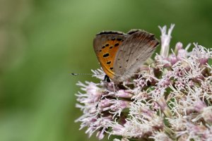 Small copper 1.jpg