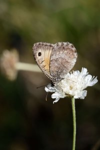 Oriental meadow brown 1.jpg
