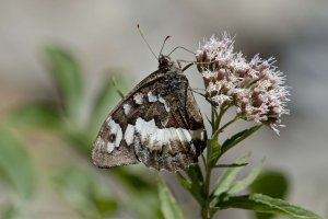 Great banded grayling 1.jpg