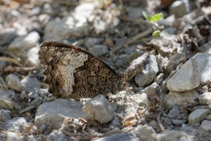 Woodland grayling 1.jpg