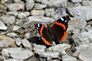 Red admiral 2.jpg