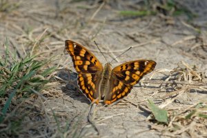 Freyer's purple emperor 1.jpg