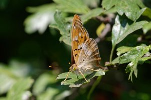 Freyer's purple emperor 2.jpg