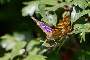 Freyer's purple emperor 3.jpg