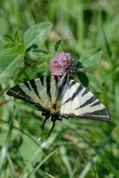 Scarce swallowtail  1.jpg