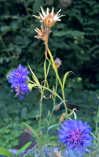 01-Almost Purple Flowers.png