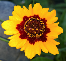 02-Macro Petals of Yellow.png