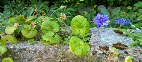 03-Macro Twin Vertical Leaves.png