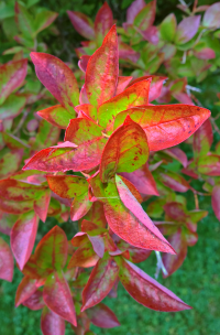08-Macro Blueberry Bush Turning Red.png
