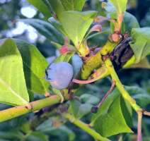 09-Macro One Single Berry Left.png