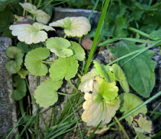 07-Macro Concrete Growth.png