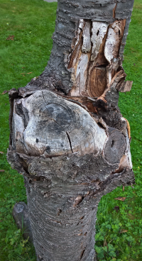 06-Macro The Death of Wood.png