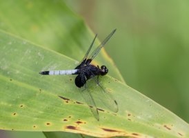 3Q7A8151-DxO_amazonian_dragonfly.jpg