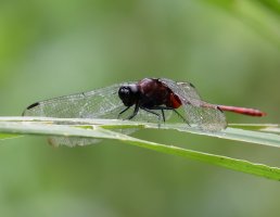 3Q7A8110-DxO_amazonian_dragonfly.jpg
