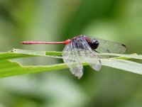 3Q7A8127-DxO_amazonian_dragonfly.jpg