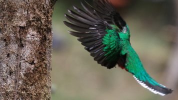 Quetzal F_s_38230.JPG