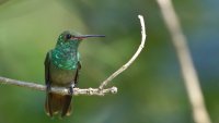 Rufous-tailed Hummingbird_s_39212.JPG