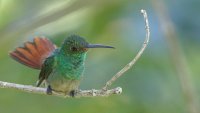 Rufous-tailed Hummingbird_s_39220.JPG
