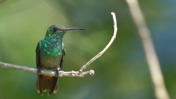 Rufous-tailed Hummingbird_s_39212.JPG