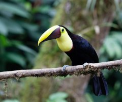 3Q7A9172-DxO_chestnut_mandibled_toucan_small.jpg